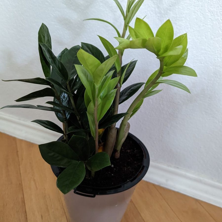 Plantas para sombra
