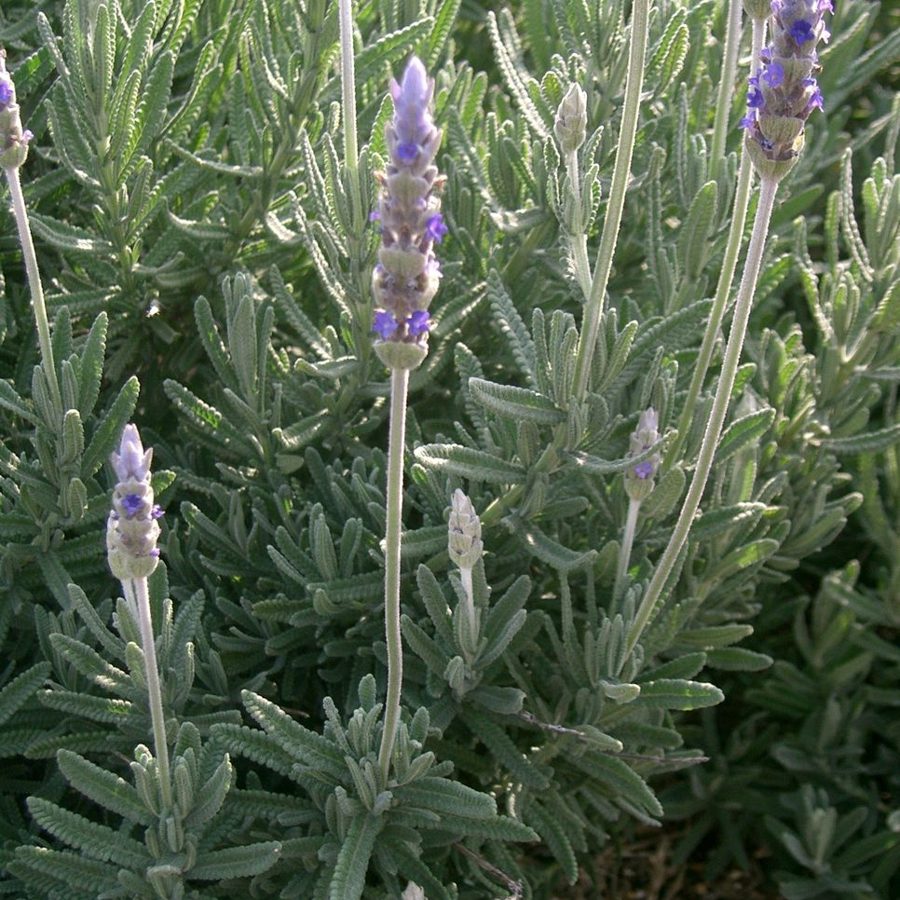 Plantas de varanda, sol e aromáticas