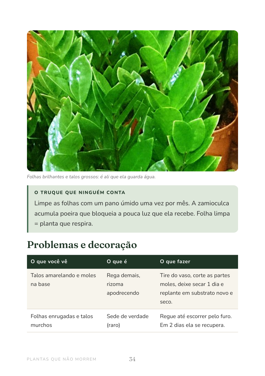 Prévia: página de planta com foto grande